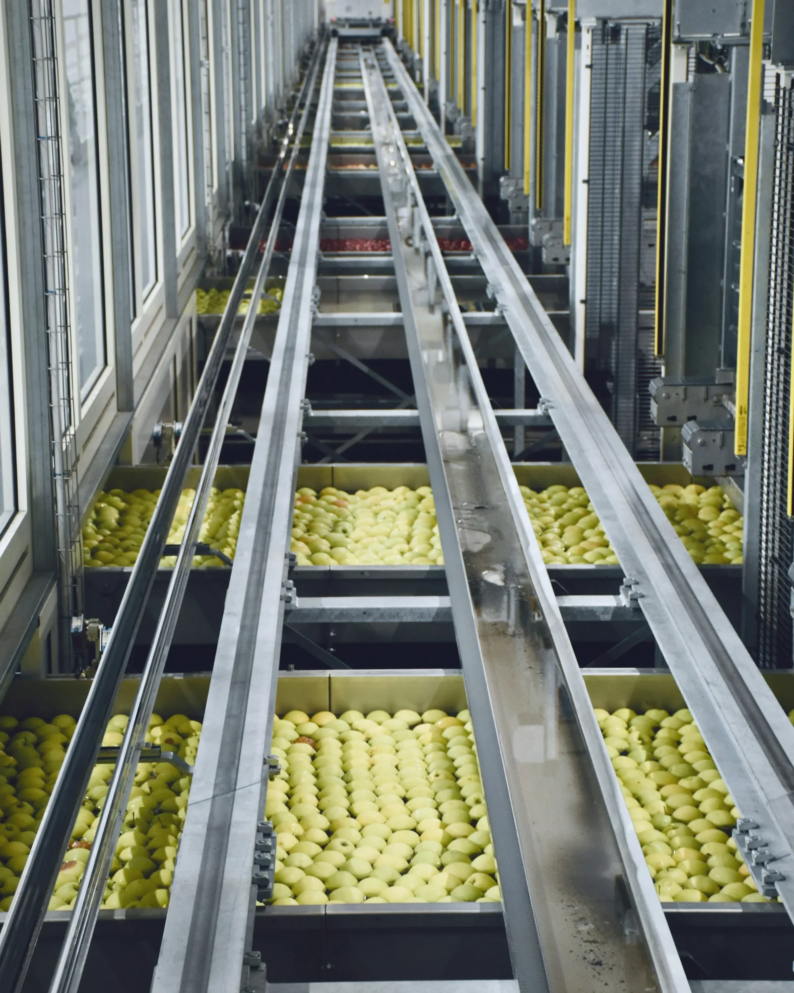 IMG Linea di lavorazione automatica con vassoi di mele verdi tra guide in acciaio.